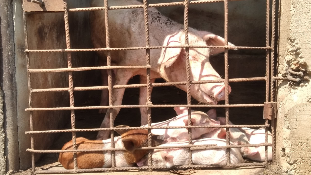 chinyere_agro_ranch1