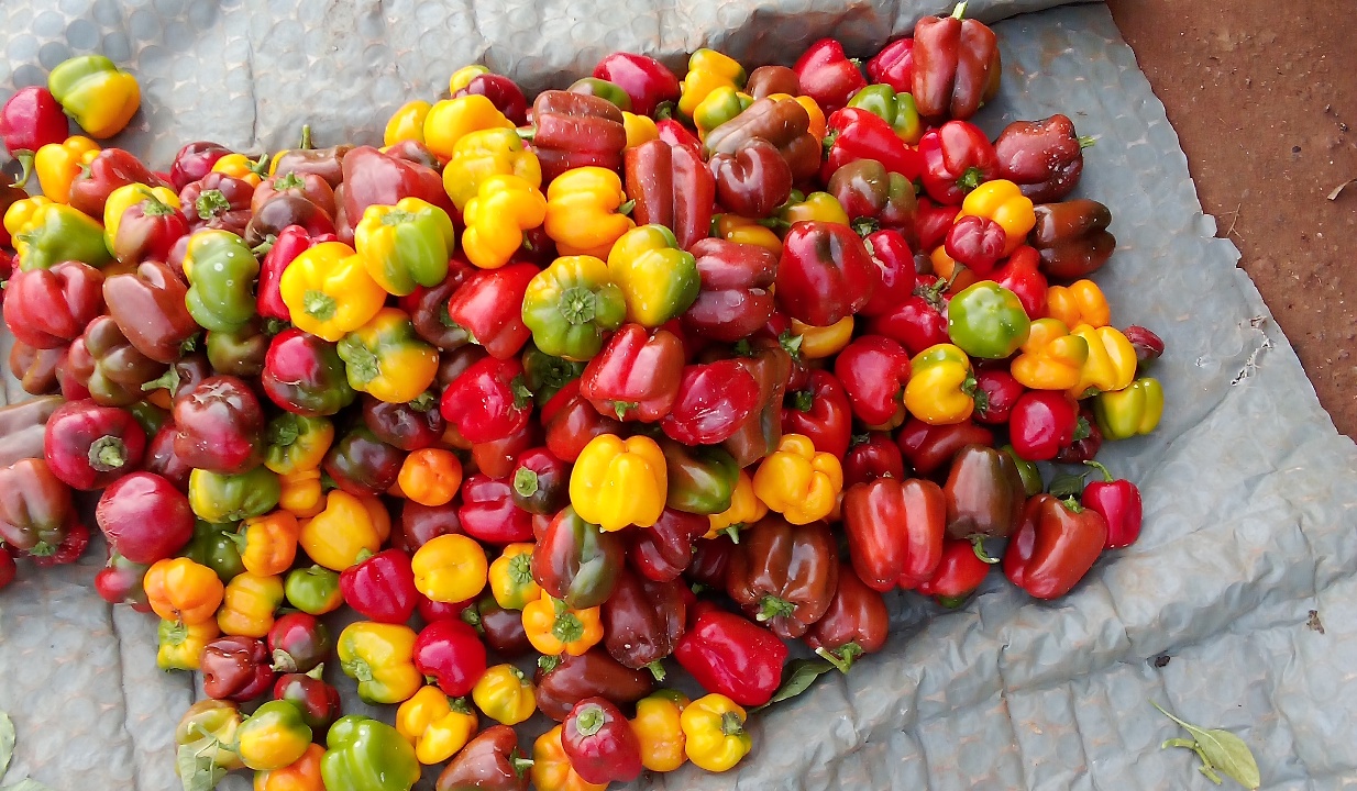 chinyere-farms-greenhouse-bell-pepper3