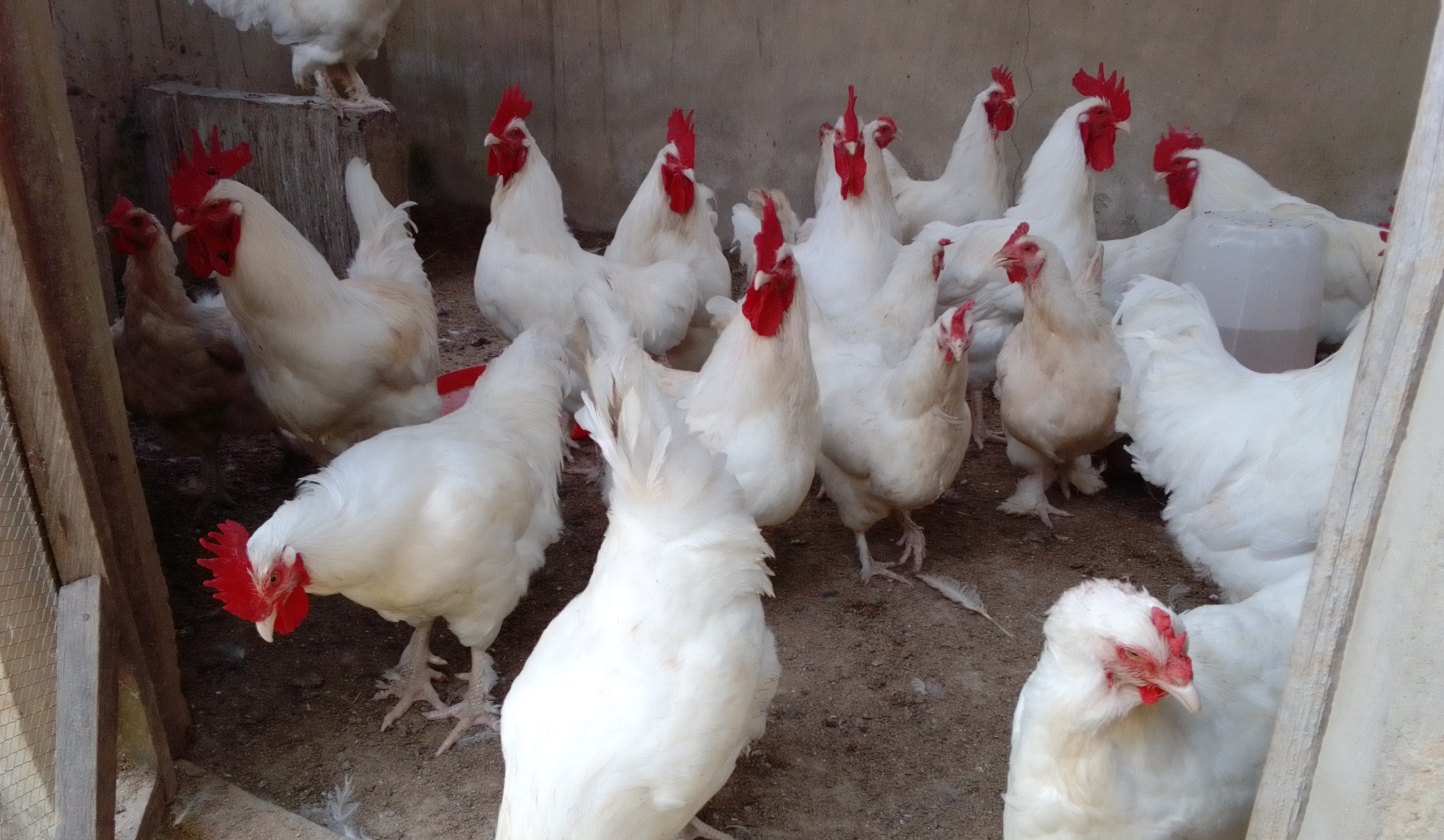 chinyere-farms-greenhouse-bell-pepper2