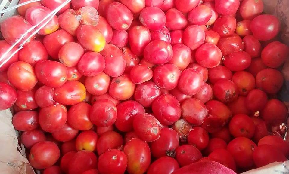 chinyere-farms-greenhouse-bell-pepper3